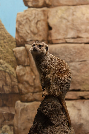 Meerkat