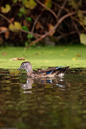 Wood Duck [Female]