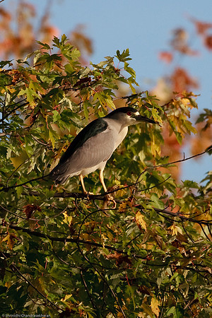 Black Crowned Night Heron