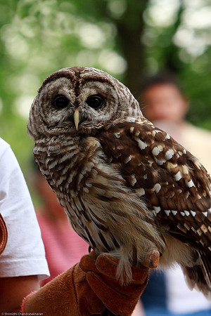 Barred Owl
