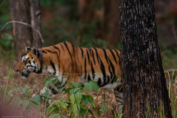 Royal Bengal Tiger