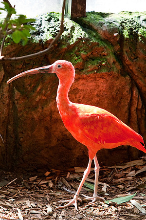 Scarlet Ibis