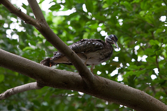 Guam Rail