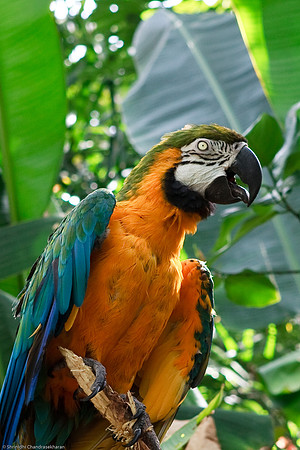 Blue and Gold Macaw