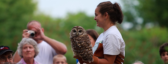 Barred Owl