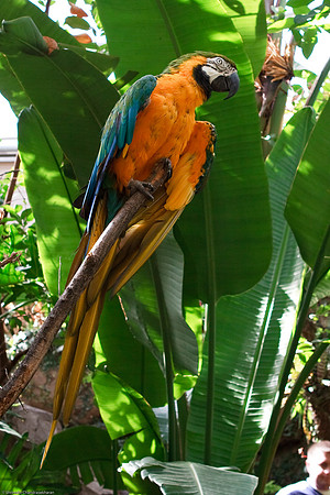 Blue and Gold Macaw