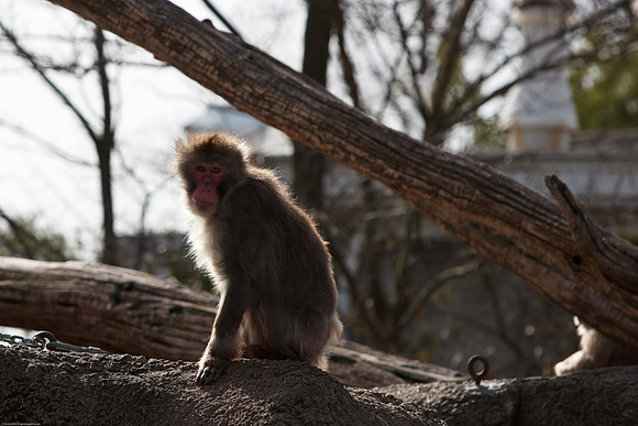 Japanese Macaque