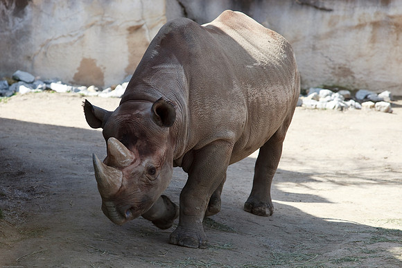 Black Rhinoceros