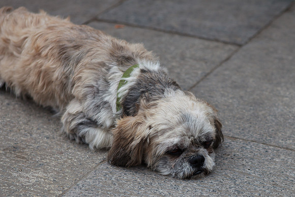 Lhasa Apso Stray