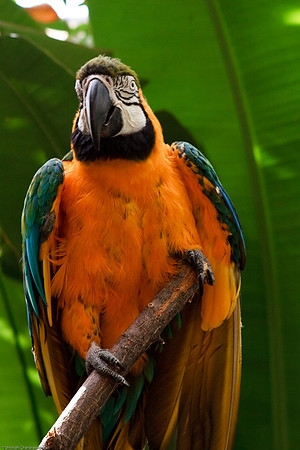 Blue and Gold Macaw