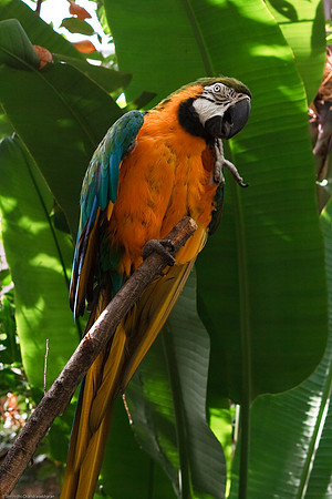 Blue and Gold Macaw