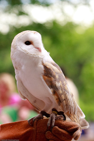 Common Barn Owl
