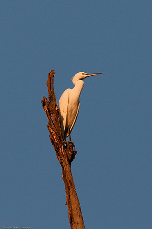 Heron