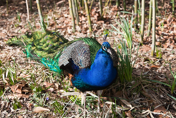 Peafowl (Peacock)