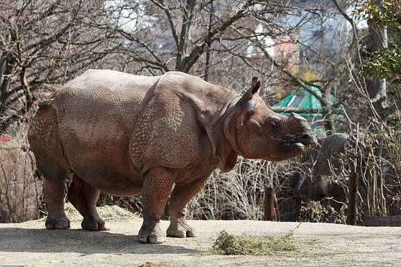 Indian Rhinoceros
