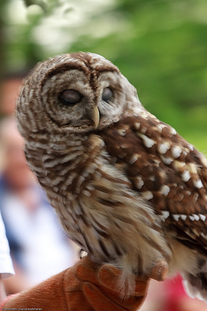 Barred Owl