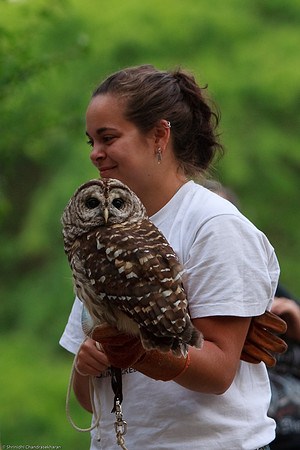 Barred Owl