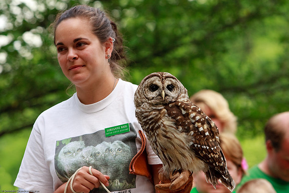 Barred Owl