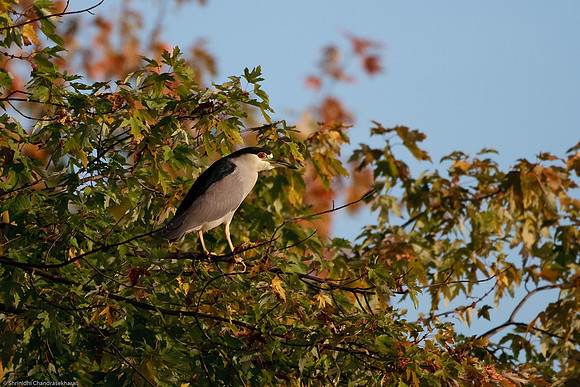 Black Crowned Night Heron