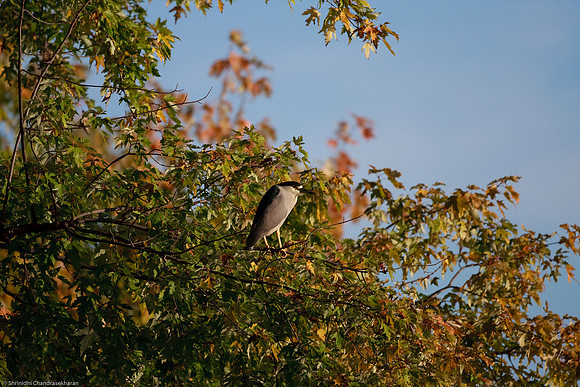 Black Crowned Night Heron