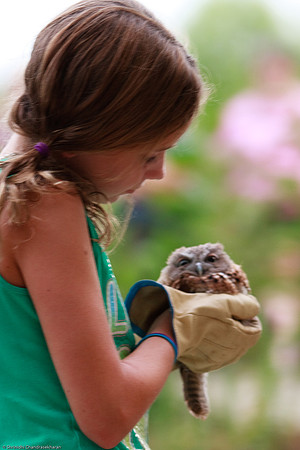 Eastern Screech Owl