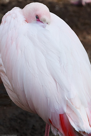 Lesser Flamingo