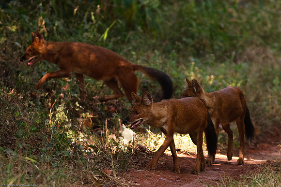 Indian Wild Dogs