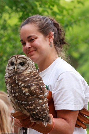 Barred Owl