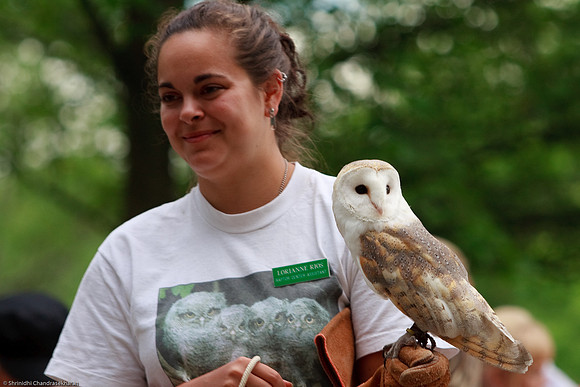 Common Barn Owl