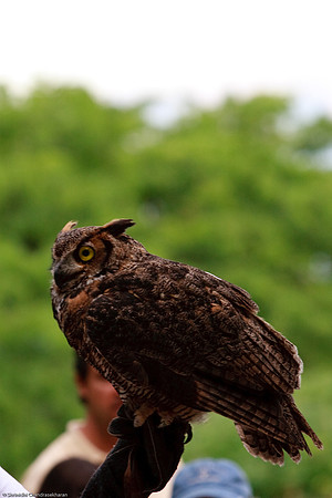 Great Horned Owl