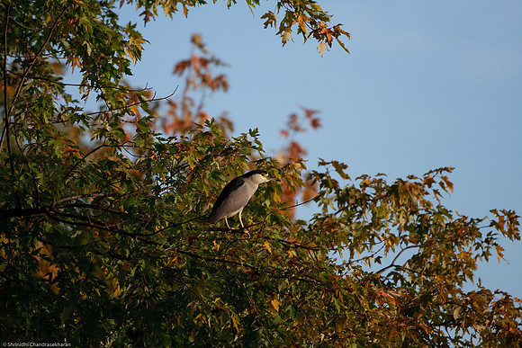 Black Crowned Night Heron