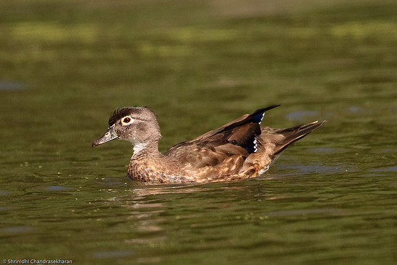 Wood Duck [Female]