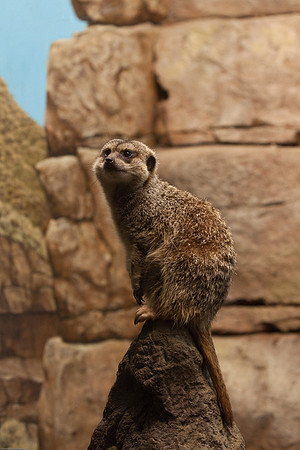 Meerkat