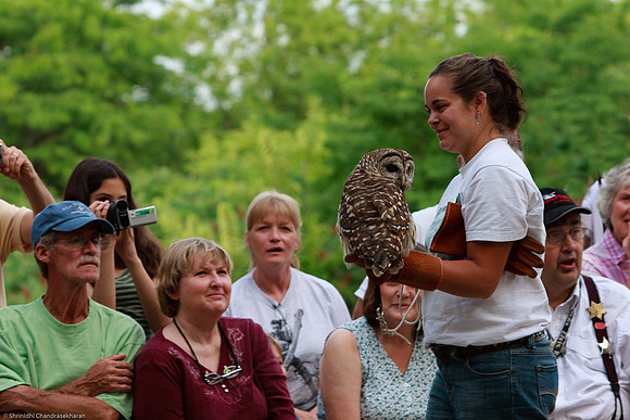 Barred Owl
