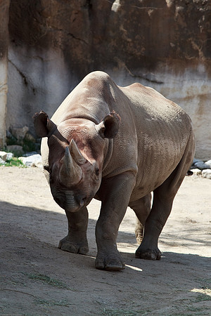 Black Rhinoceros