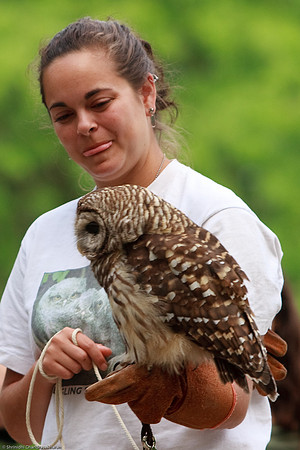 Barred Owl