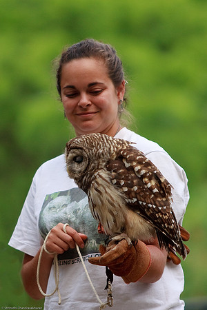 Barred Owl