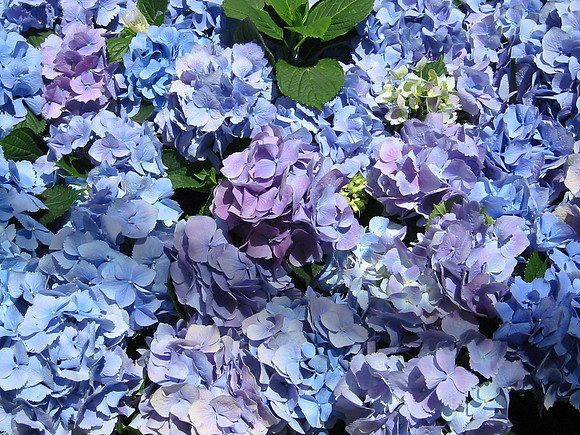 Bellagio