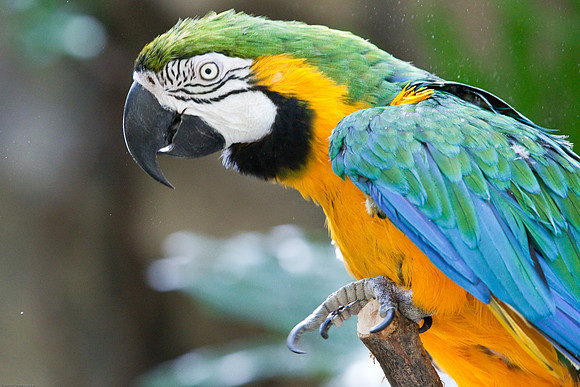 Blue and Gold Macaw