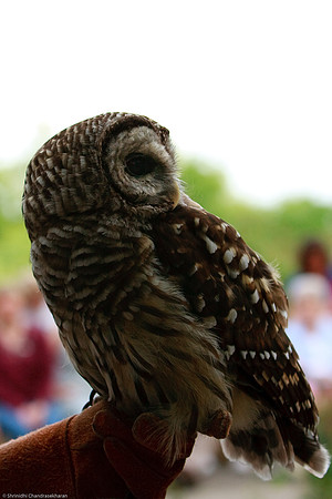 Barred Owl