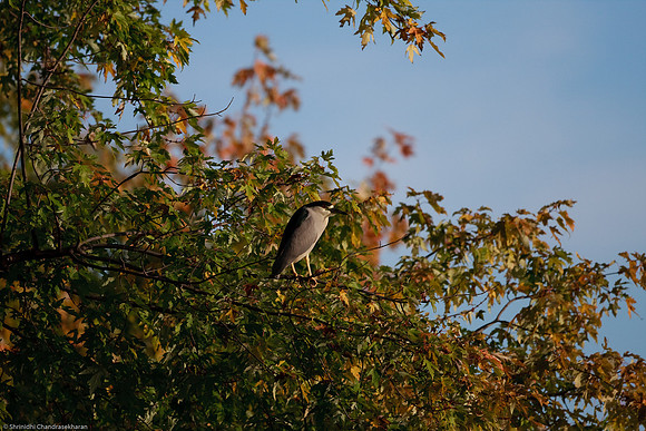 Black Crowned Night Heron