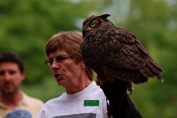 Great Horned Owl
