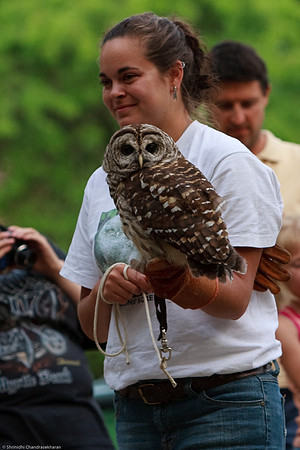 Barred Owl