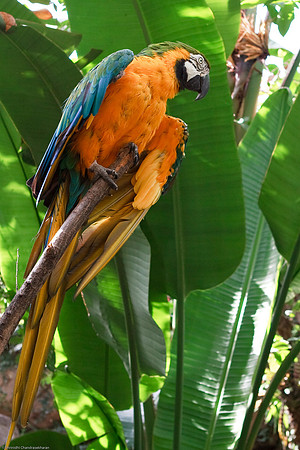 Blue and Gold Macaw