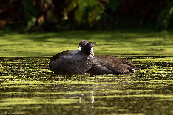 American Coot