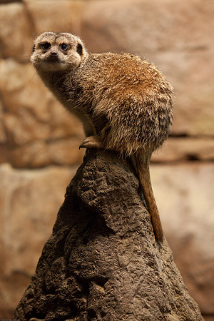 Meerkat