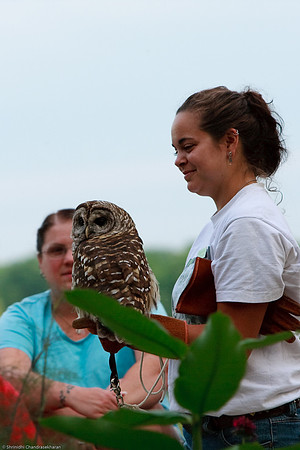 Barred Owl