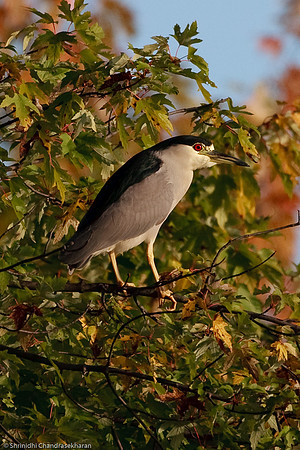 Black Crowned Night Heron