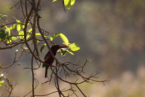 White Throated Kingfisher.. resting in the shade