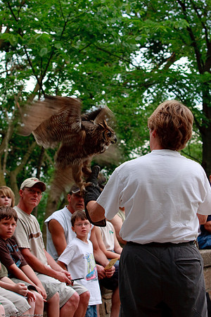 Great Horned Owl